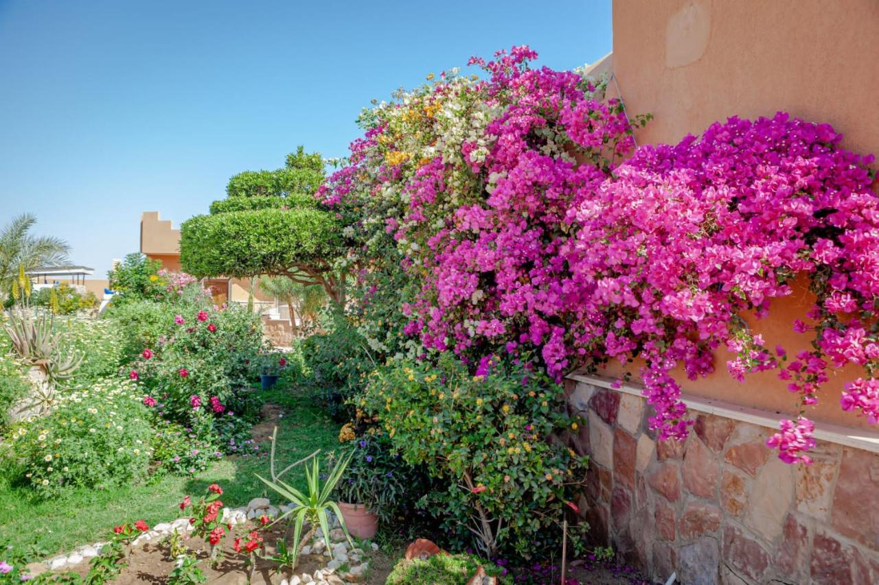 Silver Beach Boutique Hotel (Adults Only) El Qoseir 外观 照片